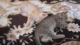Gato ra a SRD-ViraLata idade Abaixo de 2 meses nome Bobis, Lilika e Nike