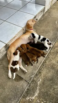 Cachorro ra a SRD-ViraLata idade Abaixo de 2 meses nome Filhote