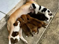Cachorro raça SRD-ViraLata idade Abaixo de 2 meses nome Filhote