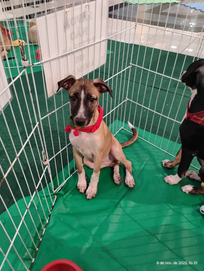 Cachorro ra a SRD-ViraLata idade 2 a 6 meses nome Vandinha tomou 1° dose da vacina 