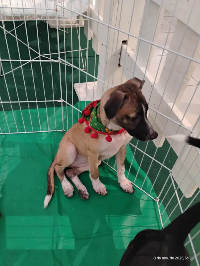Cachorro ra a SRD-ViraLata idade 2 a 6 meses nome Vandinha tomou 1° dose da vacina 