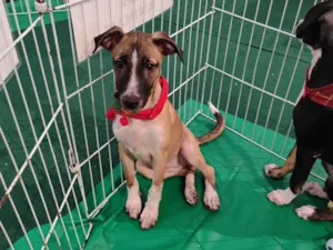 Cachorro raça SRD-ViraLata idade 2 a 6 meses nome Vandinha tomou 1° dose da vacina 