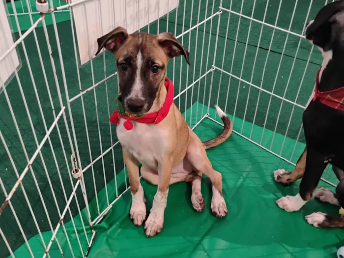 Cachorro ra a SRD-ViraLata idade 2 a 6 meses nome Vandinha tomou 1° dose da vacina 