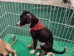 Cachorro raça SRD-ViraLata idade 2 a 6 meses nome Lua- Vacinada 