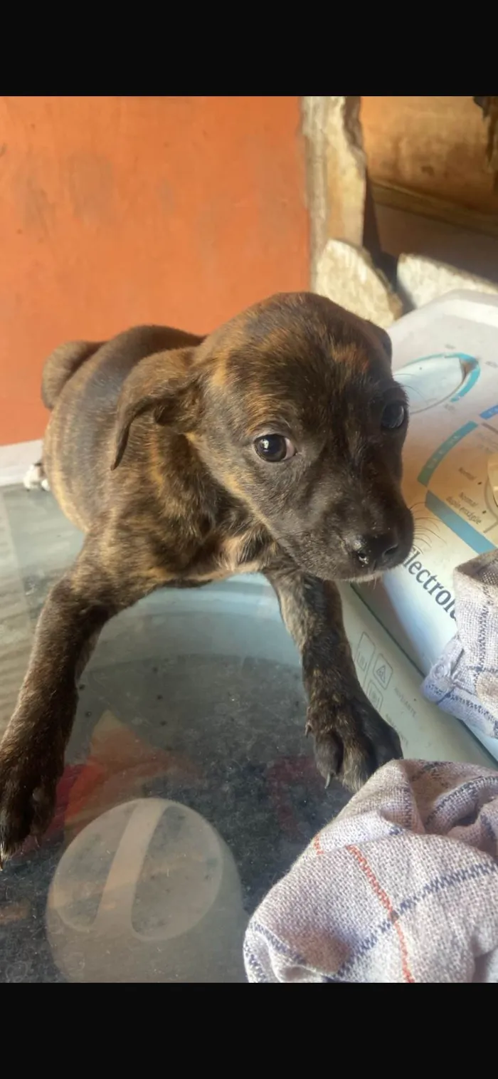 Cachorro ra a SRD-ViraLata idade 2 a 6 meses nome Tigresa 