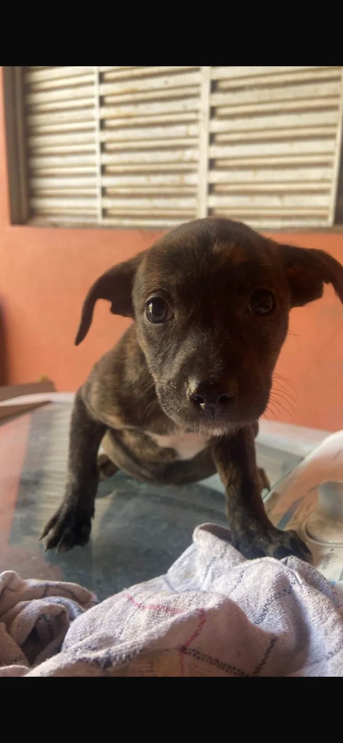 Cachorro ra a SRD-ViraLata idade 2 a 6 meses nome Tigresa 
