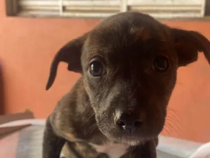 Cachorro ra a SRD-ViraLata idade 2 a 6 meses nome Tigresa 