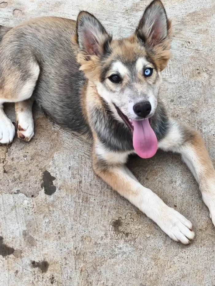 Cachorro ra a Husky Siberiano idade 2 a 6 meses nome Jade