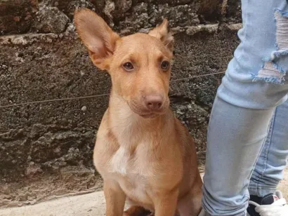 Cachorro raça SRD-ViraLata idade 2 a 6 meses nome Pudim