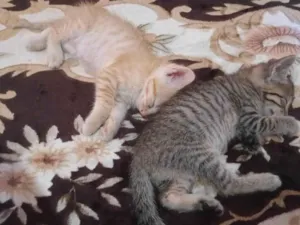 Gato raça SRD-ViraLata idade Abaixo de 2 meses nome Bobis, Lilika e Nike