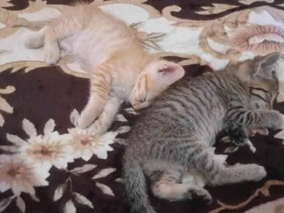 Gato raça SRD-ViraLata idade Abaixo de 2 meses nome Bobis, Lilika e Nike