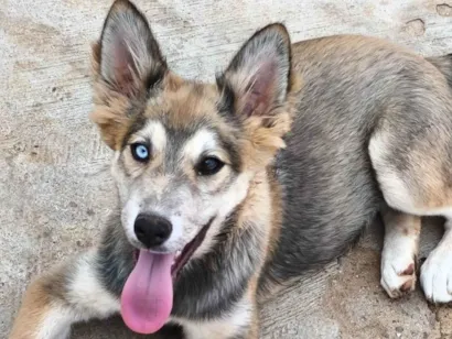 Cachorro raça Husky Siberiano idade 2 a 6 meses nome Jade