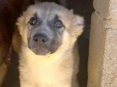 Cachorro raça SRD-ViraLata idade 2 a 6 meses nome Nala