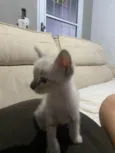 Gato ra a SRD-ViraLata idade 2 a 6 meses nome Gatinha 2 