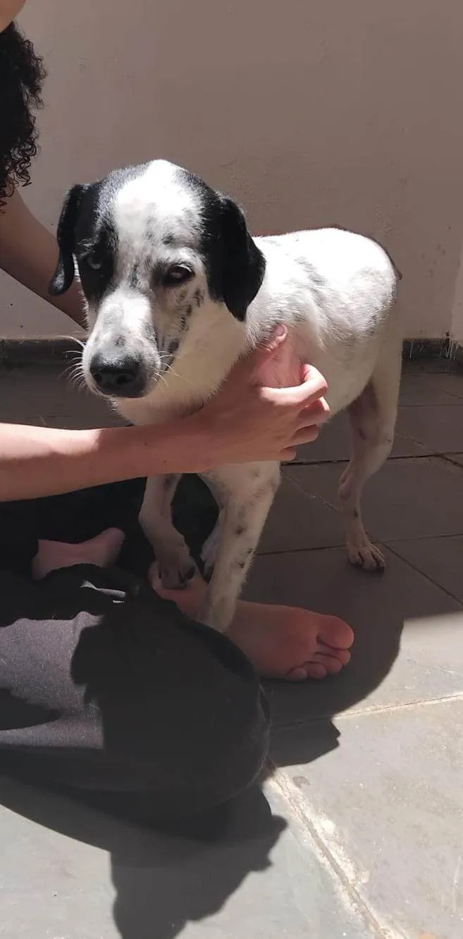 Cachorro ra a SRD-ViraLata idade 3 anos nome Hermengardo