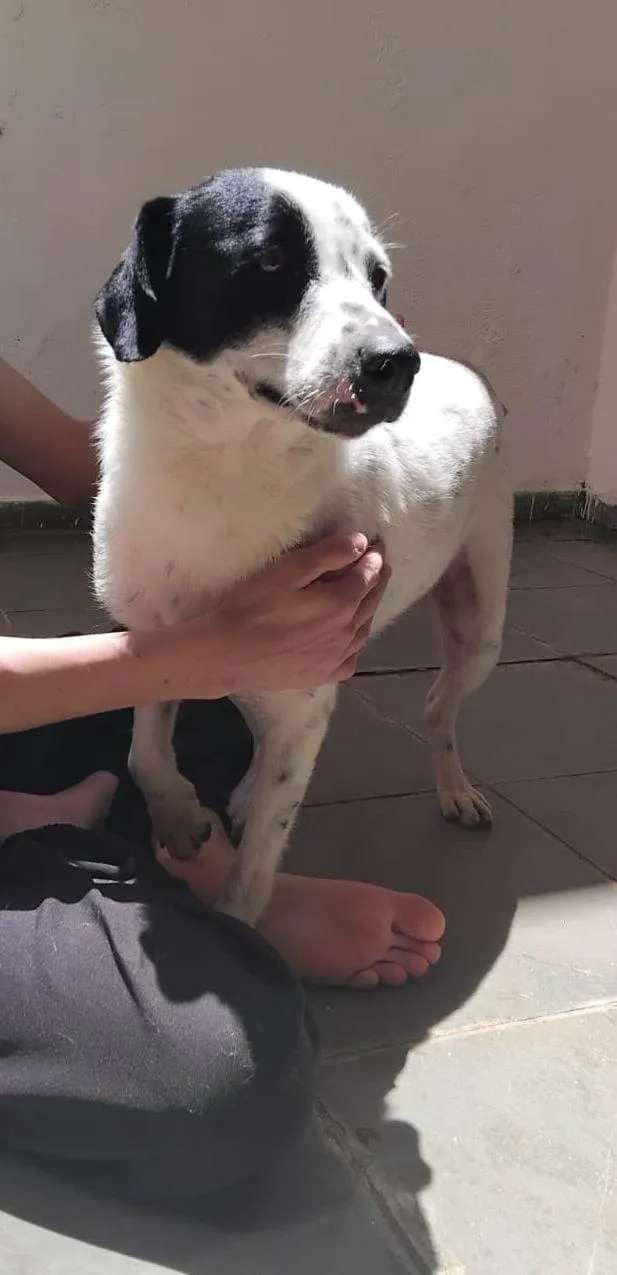 Cachorro ra a SRD-ViraLata idade 3 anos nome Hermengardo