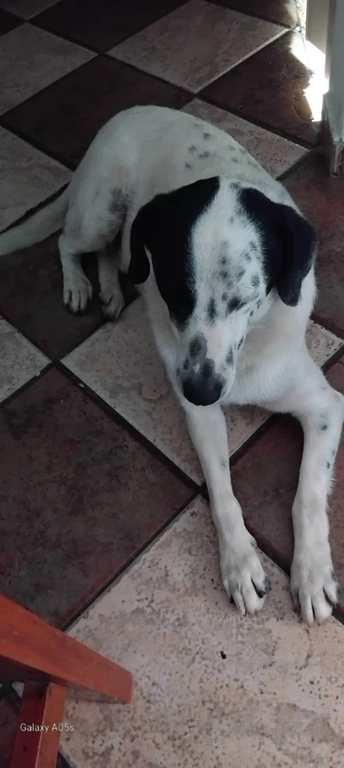 Cachorro ra a SRD-ViraLata idade 3 anos nome Hermengardo