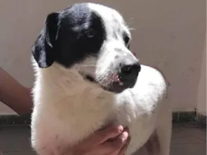 Cachorro raça SRD-ViraLata idade 3 anos nome Hermengardo