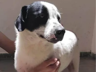Cachorro raça SRD-ViraLata idade 3 anos nome Hermengardo