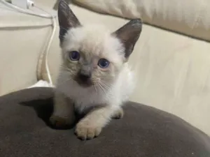 Gato raça SRD-ViraLata idade 2 a 6 meses nome Gatinho 