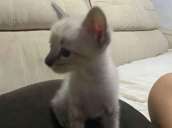 Gato ra a SRD-ViraLata idade 2 a 6 meses nome Gatinha 2 