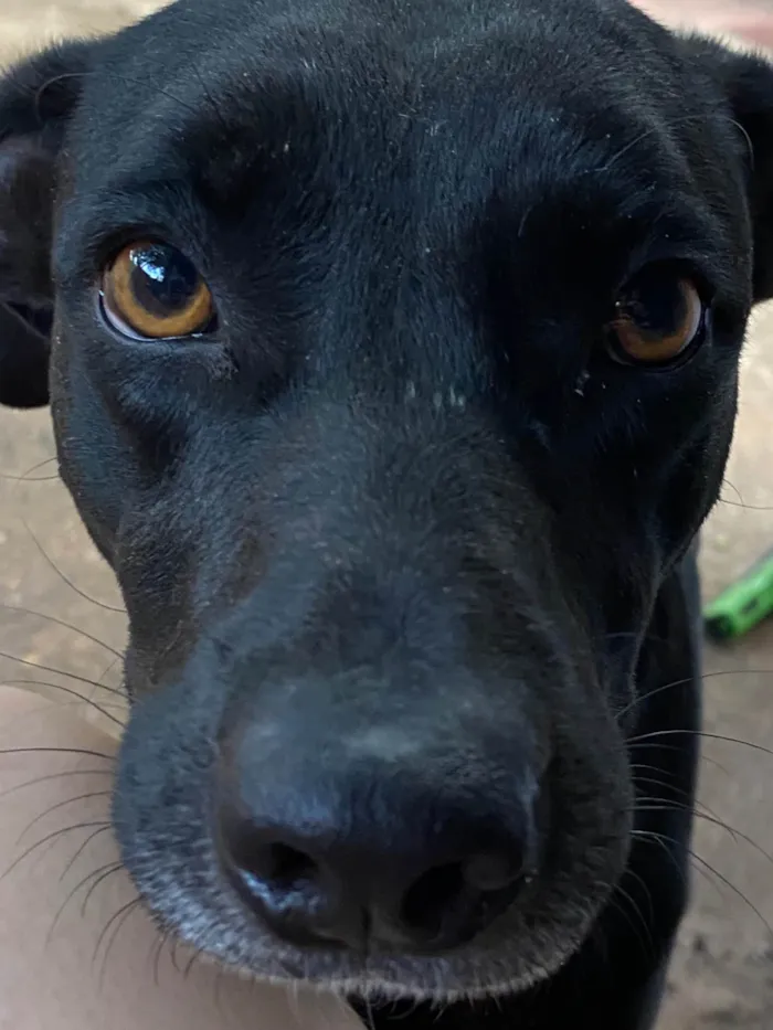 Cachorro raça SRD-ViraLata idade 3 anos nome Dior 