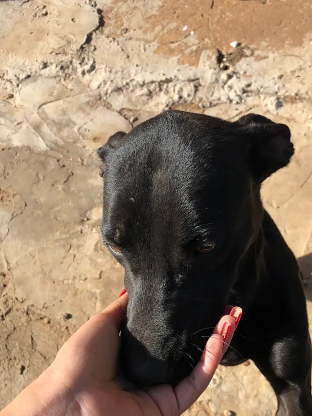 Cachorro ra a SRD-ViraLata idade 3 anos nome Dior 