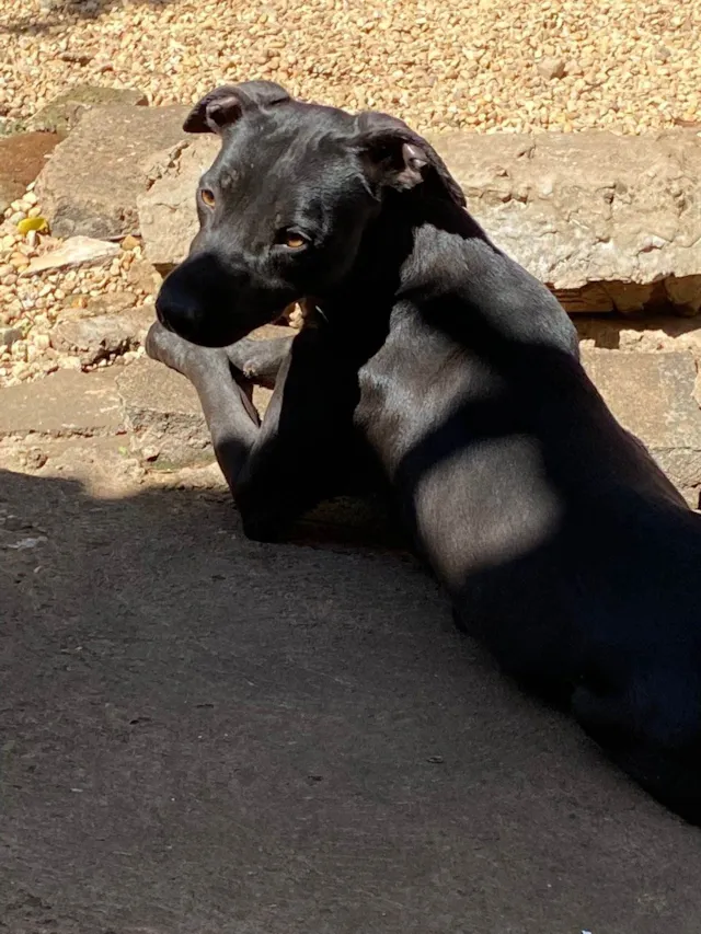 Cachorro ra a SRD-ViraLata idade 3 anos nome Dior 