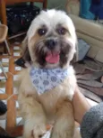 Cachorro ra a Lhasa Apso idade 6 ou mais anos nome Tibet