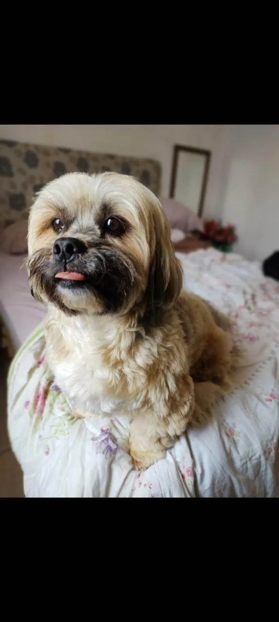 Cachorro ra a Lhasa Apso idade 6 ou mais anos nome Tibet