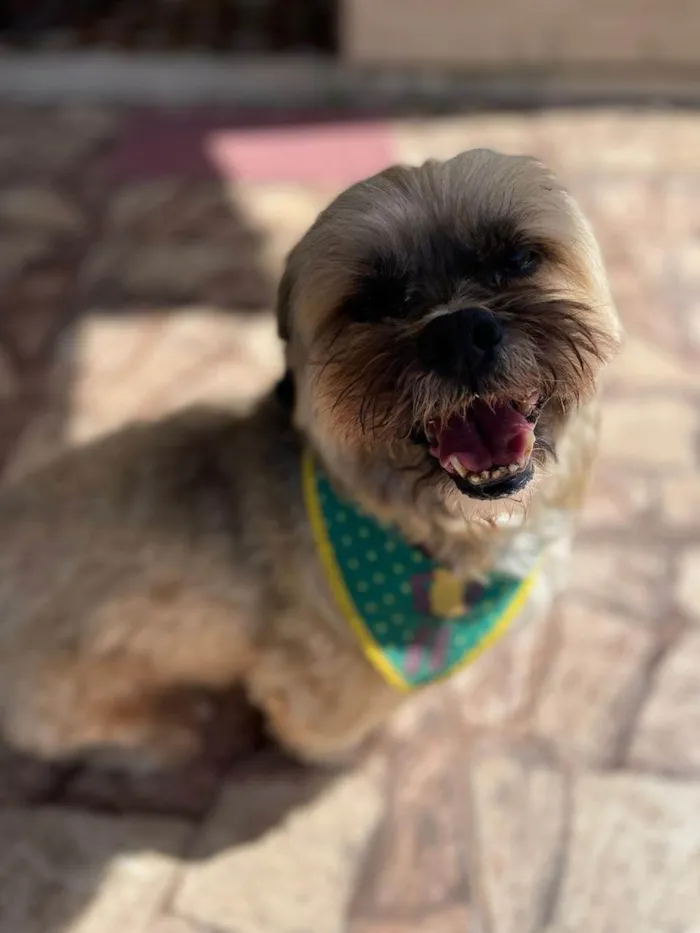 Cachorro ra a Lhasa Apso idade 6 ou mais anos nome Tibet