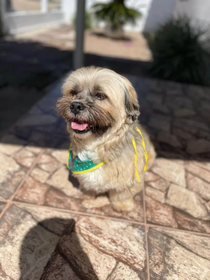 Cachorro ra a Lhasa Apso idade 6 ou mais anos nome Tibet