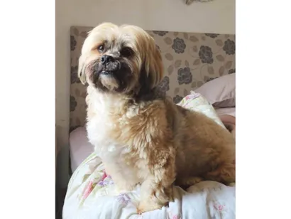 Cachorro raça Lhasa Apso idade 6 ou mais anos nome Tibet