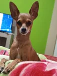 Cachorro ra a Pinscher idade 6 ou mais anos nome Toy