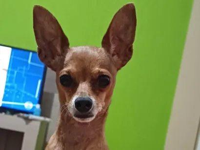 Cachorro ra a Pinscher idade 6 ou mais anos nome Toy