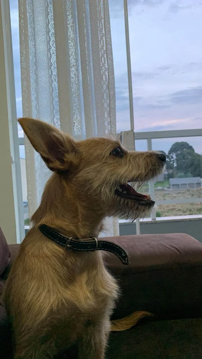 Cachorro ra a SRD-ViraLata idade 7 a 11 meses nome Luna