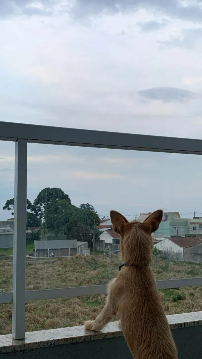 Cachorro ra a SRD-ViraLata idade 7 a 11 meses nome Luna