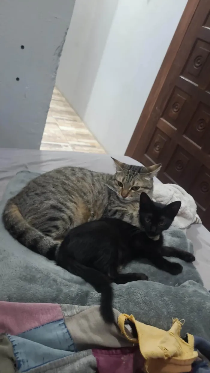 Gato ra a SRD-ViraLata idade 2 a 6 meses nome Luna