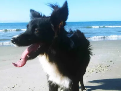 Cachorro raça SRD-ViraLata idade 3 anos nome Luna