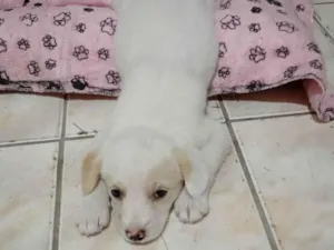 Cachorro raça SRD-ViraLata idade 2 a 6 meses nome Leona