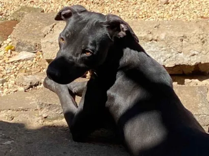 Cachorro raça SRD-ViraLata idade 3 anos nome Dior 
