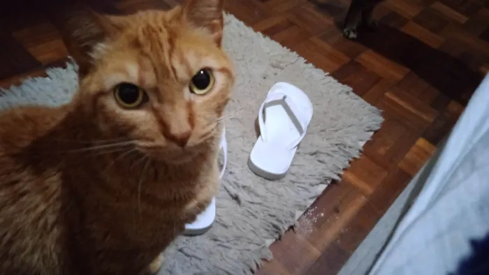 Gato ra a Maine Coon idade 3 anos nome Flay