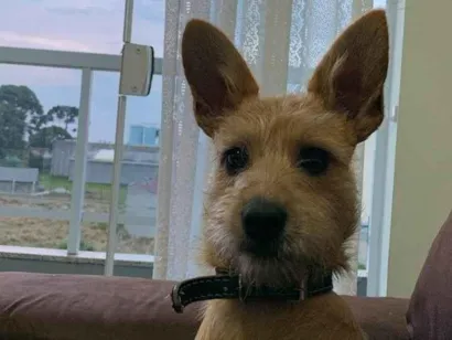 Cachorro raça SRD-ViraLata idade 7 a 11 meses nome Luna