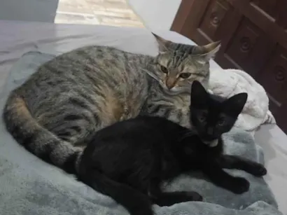 Gato raça SRD-ViraLata idade 2 a 6 meses nome Luna