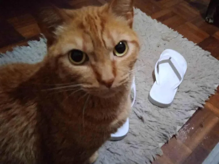 Gato ra a Maine Coon idade 3 anos nome Flay