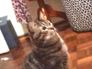 Gato raça SRD-ViraLata idade 3 anos nome Roberto