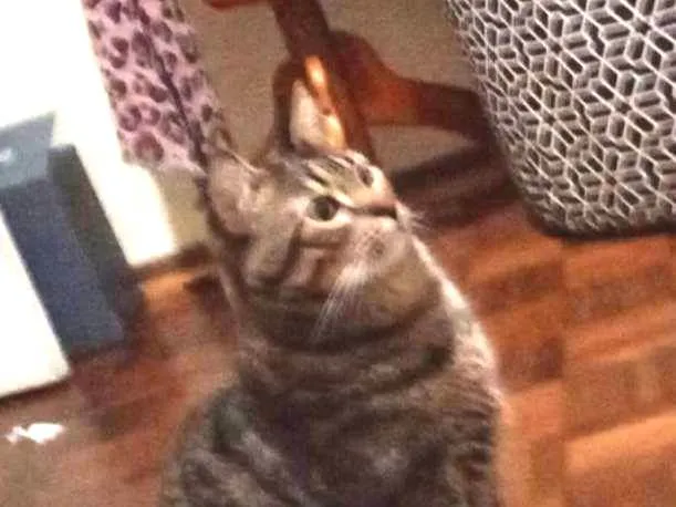 Gato ra a SRD-ViraLata idade 3 anos nome Roberto