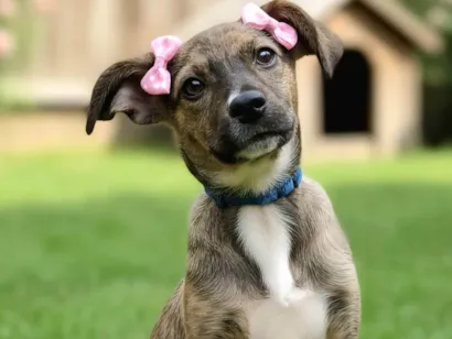 Cachorro raça SRD-ViraLata idade 2 a 6 meses nome Fofokinha 