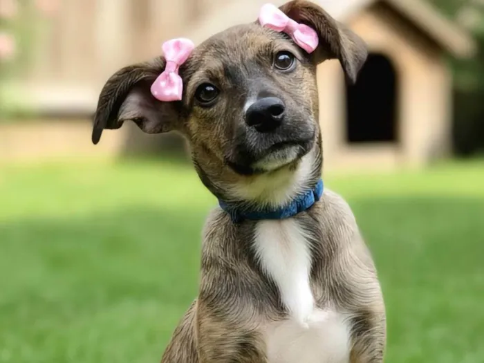 Cachorro ra a SRD-ViraLata idade 2 a 6 meses nome Fofokinha 