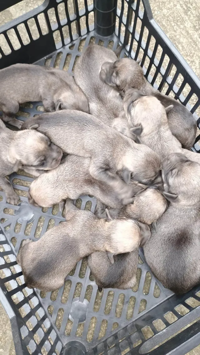 Cachorro ra a SRD-ViraLata idade Abaixo de 2 meses nome Sem nome 
